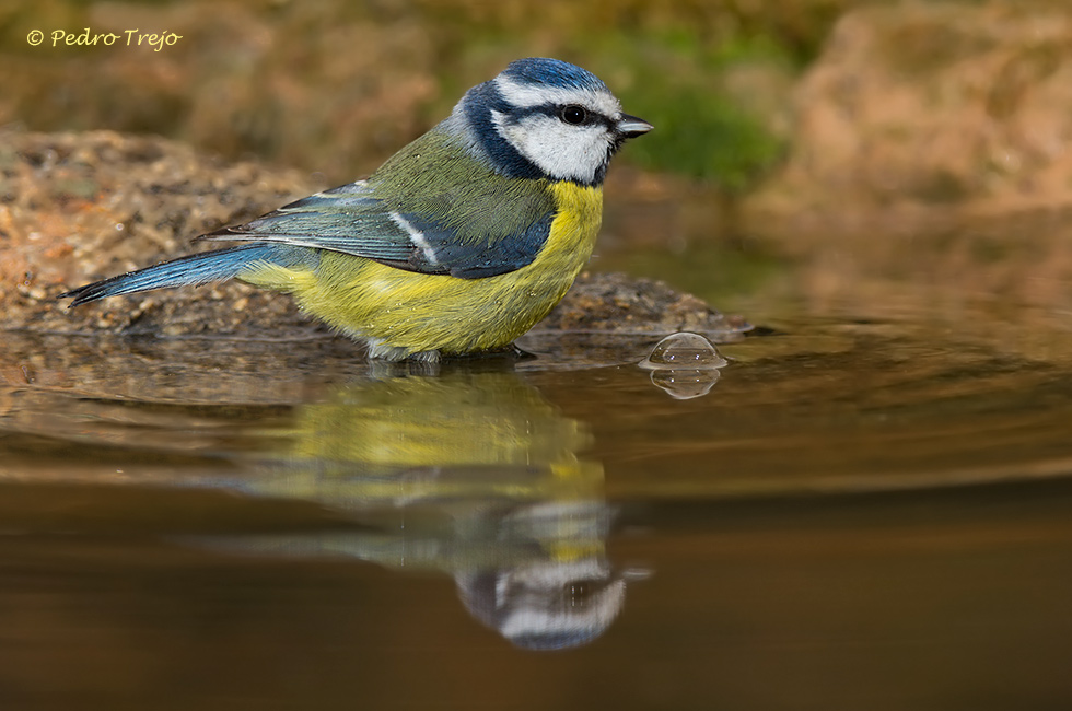 Herrerillo común (Parus caeruleus)